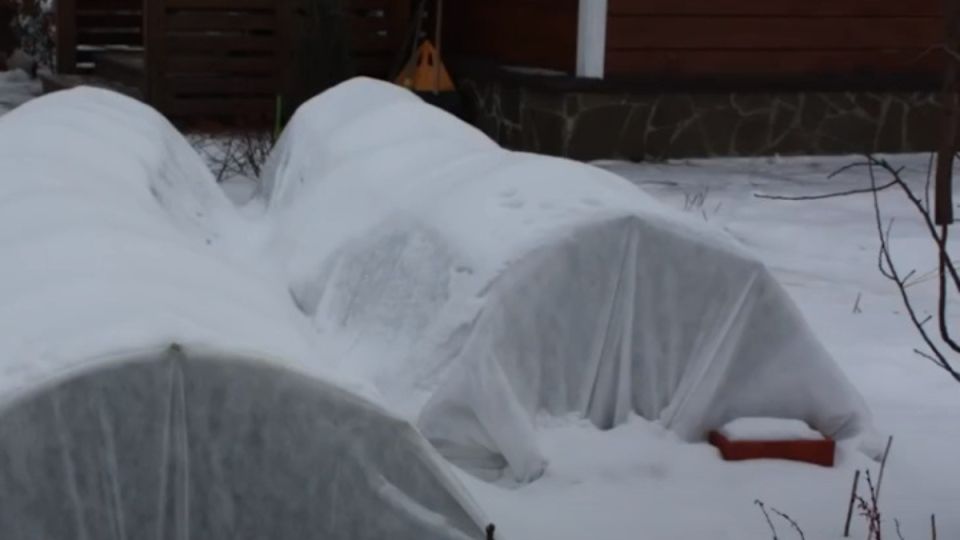 ��� ����������� ���� � ����: �������� ������