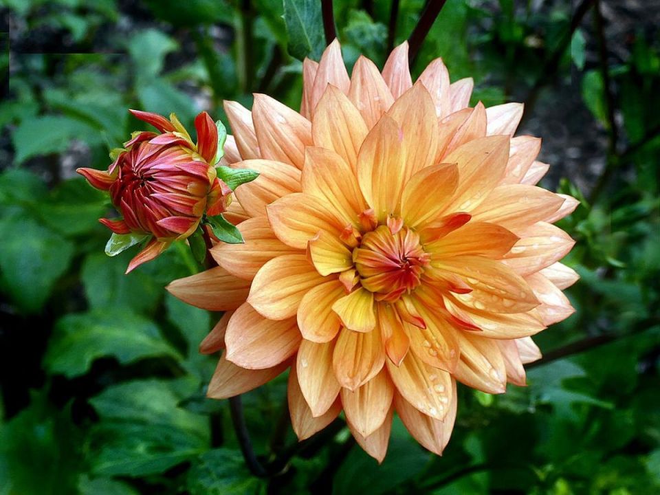 Почему ваши георгины не цветут: факторы, о которых стоит знать