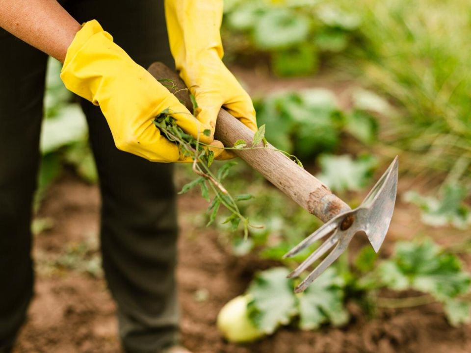 Как картона может избавить вас от сорняков без усилий