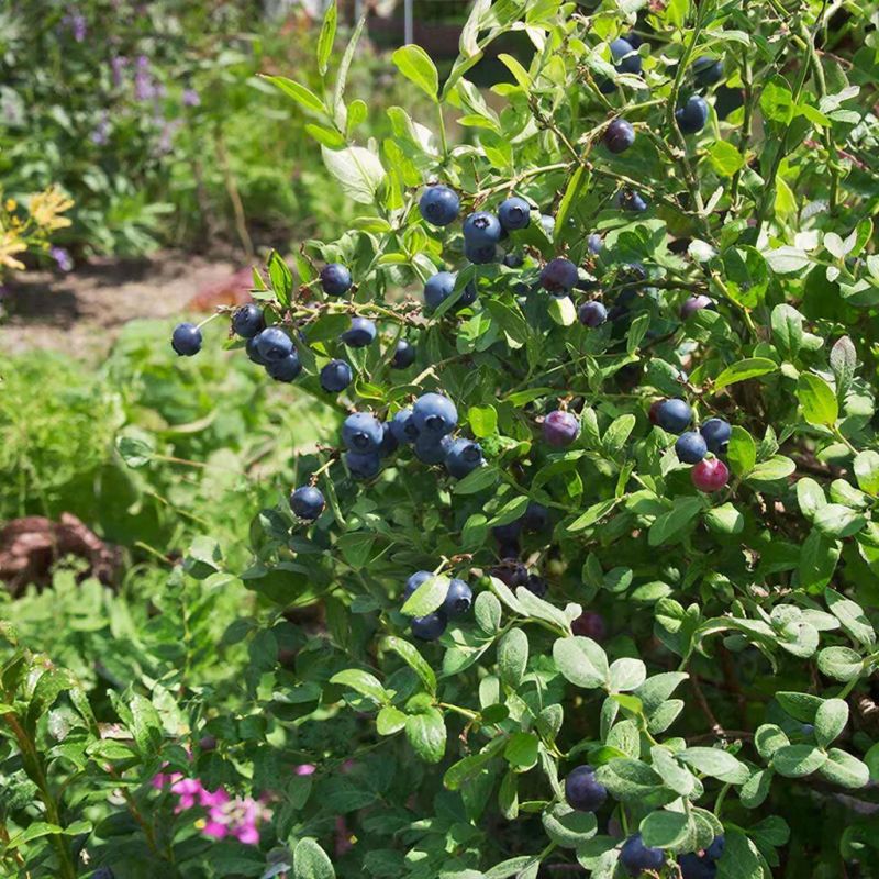 ������ �� ��������� �������� ��� ������� � ������� ����