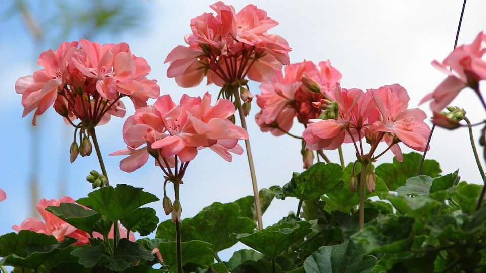 Редкие виды герани: цветочные сокровища для вашего сада