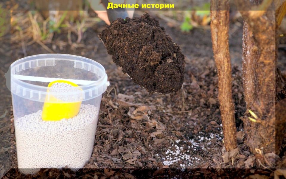 ������� ���� �� ������: ������� ������������ ���������