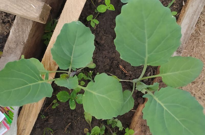 ������� �������� ������� �������: ���� ����� ��������